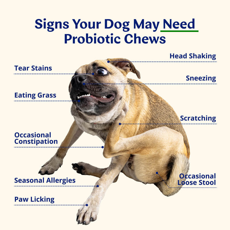 Probiotic Chews